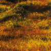 Norwegische Herbstwelten