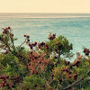 Paradiso II