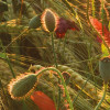 Poppy World I