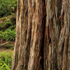 Redwood Trail