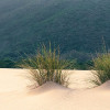 Vivid Dunes