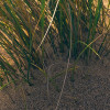 Vivid Dunes
