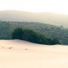 Vivid Dunes