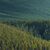 Wild Canada
