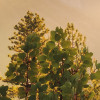 Yosemites Secret