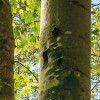 Zauberhaftes Buchenspektakel