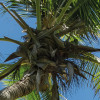 Cast Away Jungle 