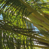 Coconut Heaven 
