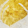 Golden Monstera
