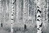 Woods