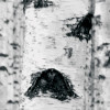 Woods