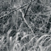 Woods