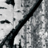 Woods