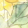 Girasol