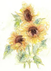 Girasol