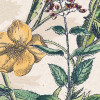 Flowering Herbs