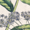 Flowering Herbs