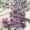 Flowering Herbs