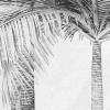 Cocco