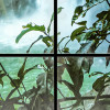 Rainforest