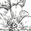 Flowerbed