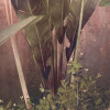 Rainforest Mist