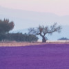 Provence