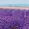 Provence