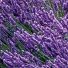 Provence
