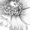 Embroidery