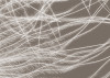 Federstern