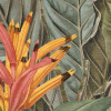 Amazonia