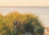 Way to the Beach