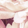 Peonies