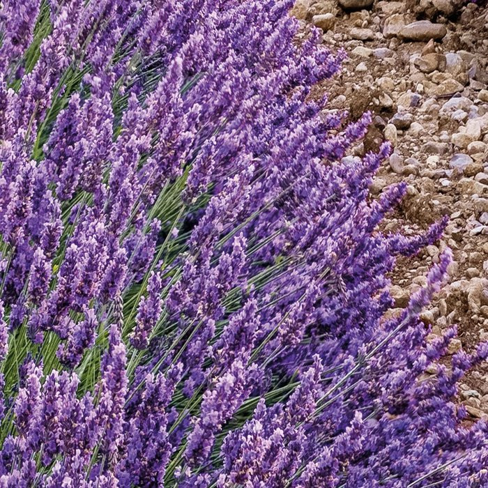 Provence