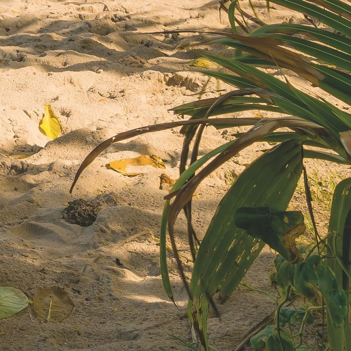 Castaway