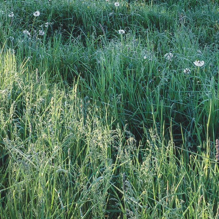 Meadow Trail
