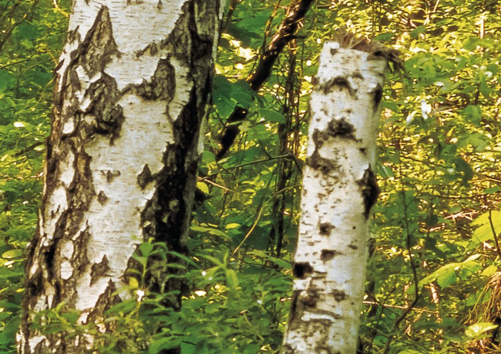 Birkenwald