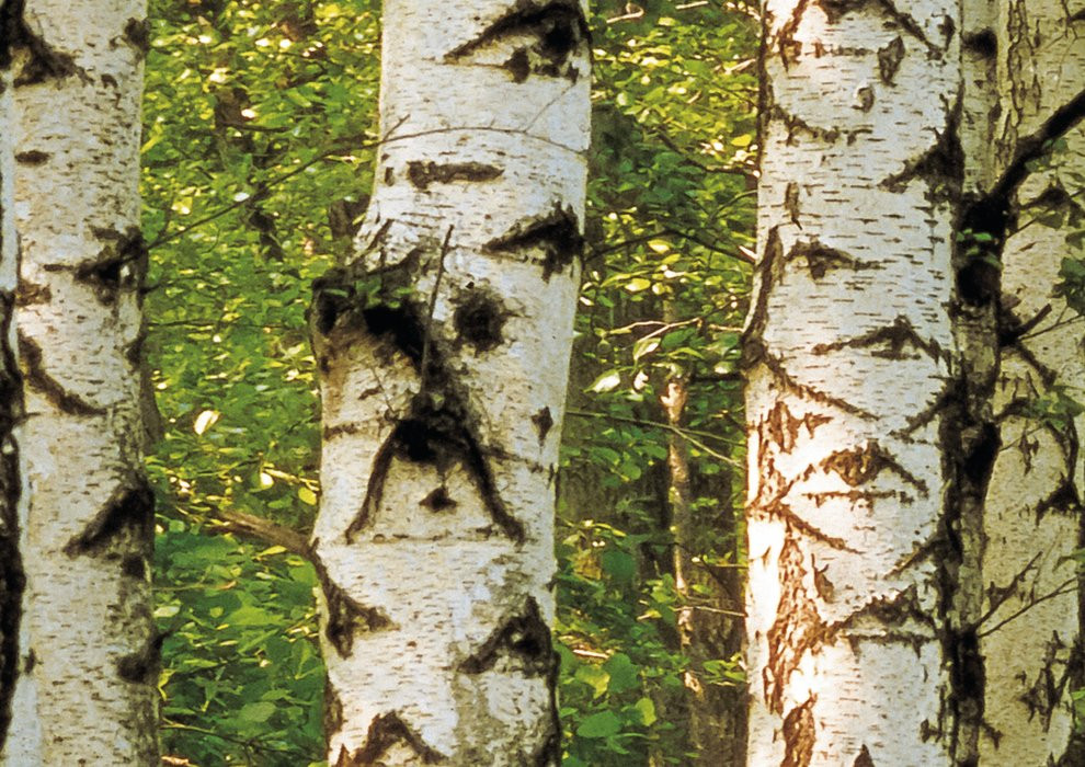 Birkenwald