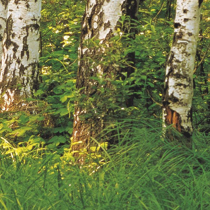 Birkenwald