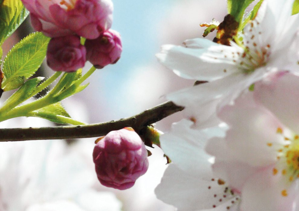Spring