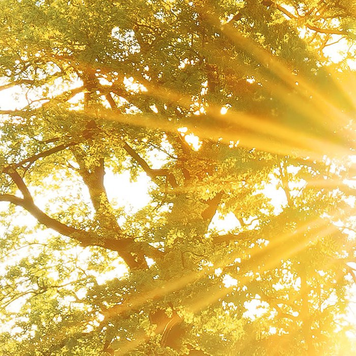Golden Moment