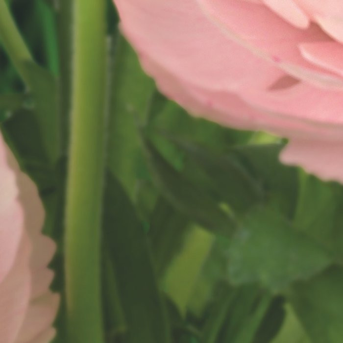 Gentle Rosé