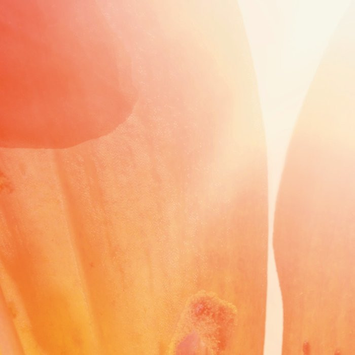 Summer Sun