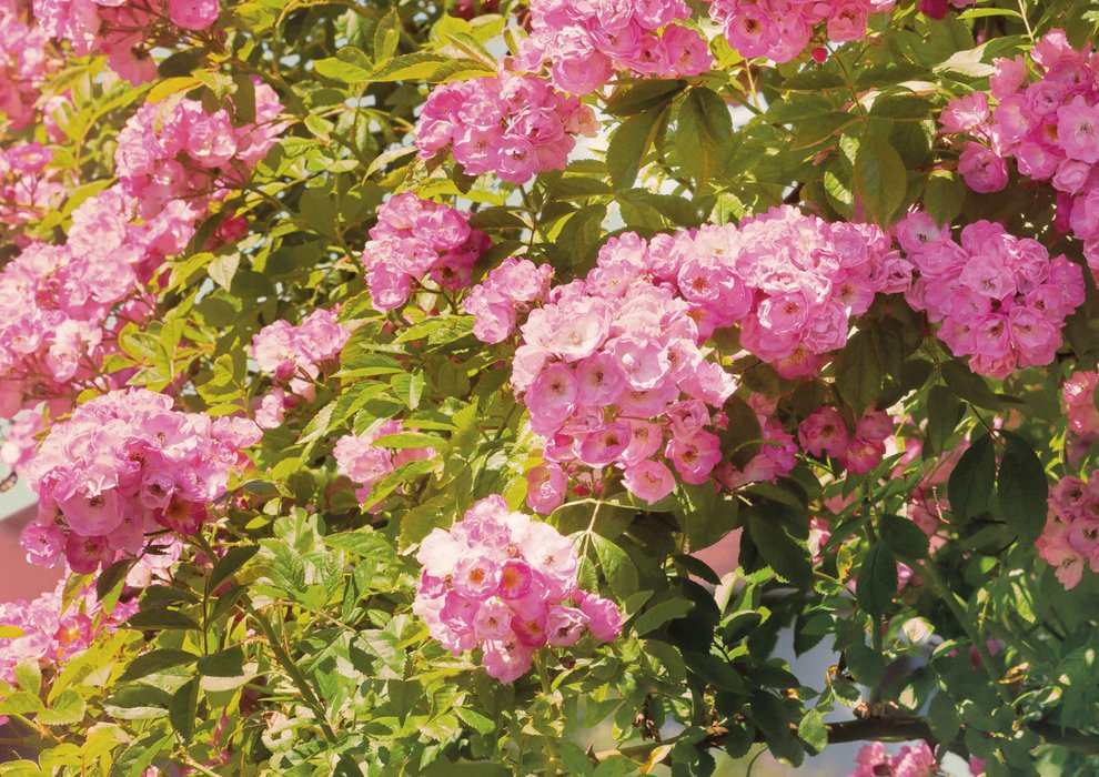 Rose Garden