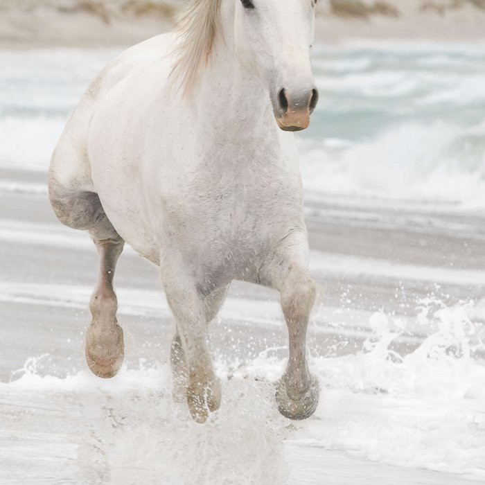 White Horses