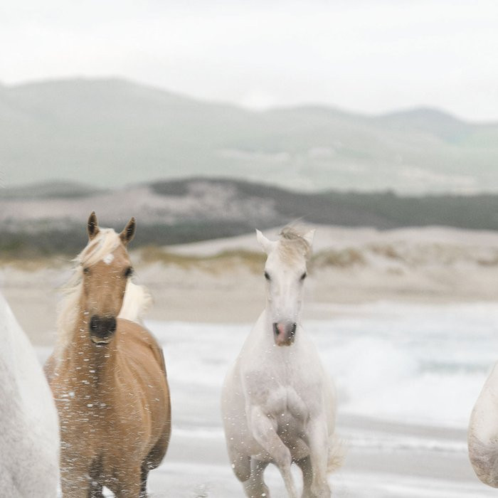 White Horses