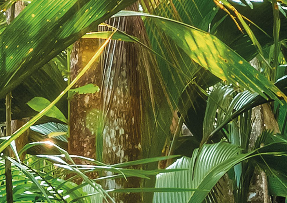 Jungle Trail