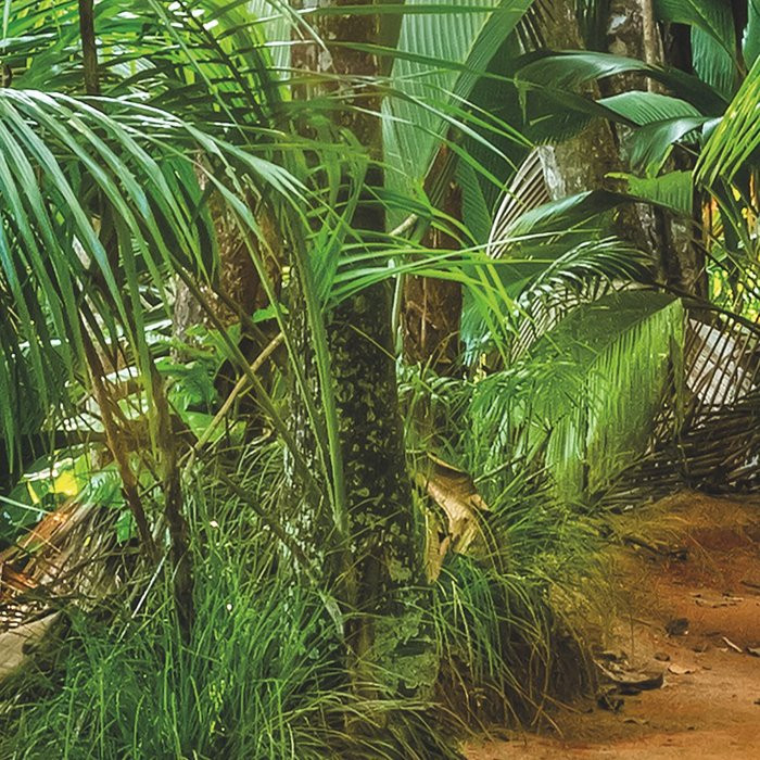 Jungle Trail