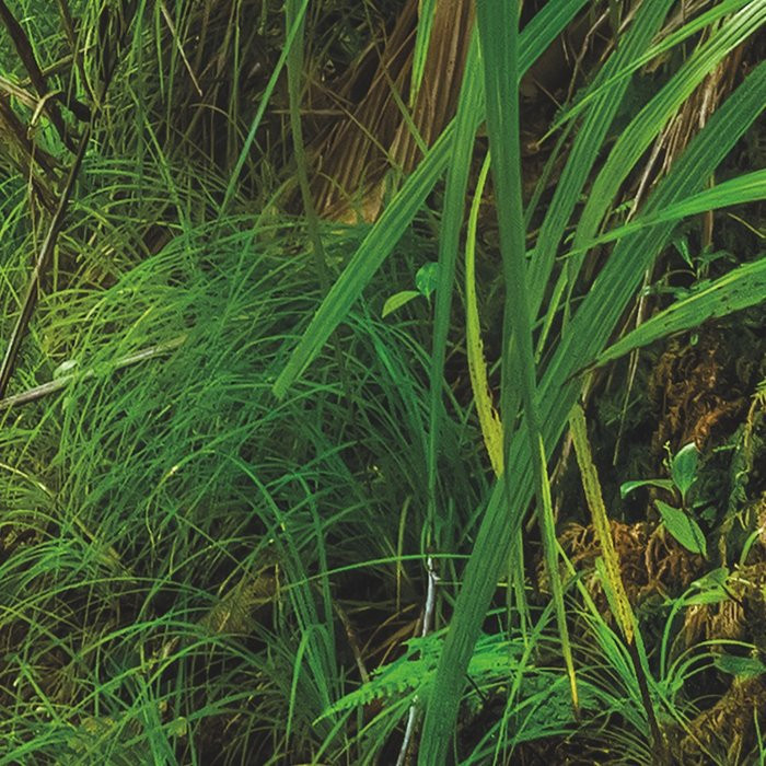 Jungle Trail